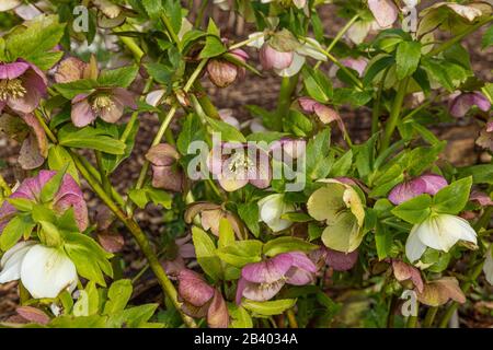 Helleborus Orientalis Perennial in piena fioritura. Foto Stock