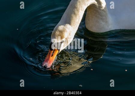 Un cigno muto mangiare cibo swan galleggiante. Foto Stock