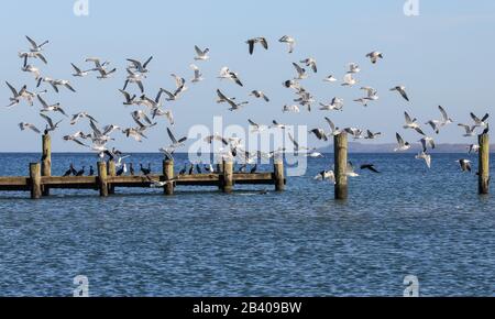 I numerosi gabbiani e cormorani competono per i migliori luoghi del Mar Baltico a Travemünde, nella Germania settentrionale. Foto Stock