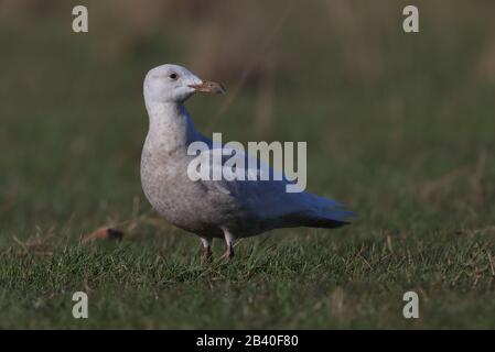 Gabbiano glaucous giovanile che alimenta i lombrichi Foto Stock