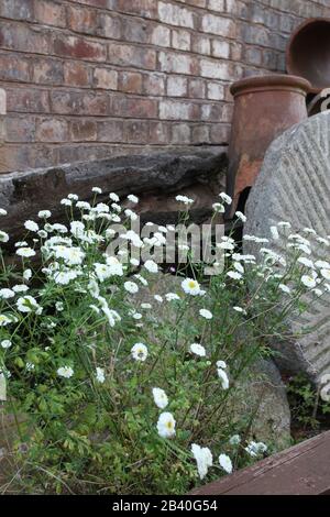 Daniels Water Mill, 18th Century Mill pietra e fiori, Bridgenorth, Inghilterra, Regno Unito, Droitwich Spa, Worcester, Inghilterra, Regno Unito, 08/07/2013, Acqua Foto Stock