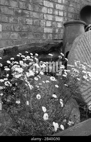 Daniels Water Mill, 18th Century Mill pietra e fiori, Bridgenorth, Inghilterra, Regno Unito, Droitwich Spa, Worcester, Inghilterra, Regno Unito, 08/07/2013, Acqua Foto Stock