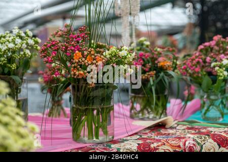 Diversi tipi di Kalanchoe nei vasi Foto Stock