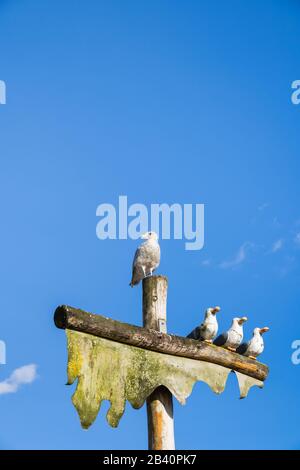 Live Sea Gull arroccato sulla cima del palo accanto a una scultura di tre gobbi in legno scolpito gabbiani e falso albero della nave. Foto Stock