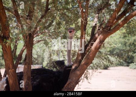 ritratto di singolo ostrich (strutio camelus) in azienda di struzzo, sud africa Foto Stock