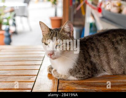 Un gatto delle pastinature vaganti siede su un tavolo da caffe' fuori da un ristorante a Istanbul, Turchia. Foto Stock