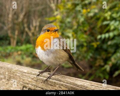 Cute europeo robin, Erithacus rubecula, arroccato su una panchina in legno giardino Foto Stock
