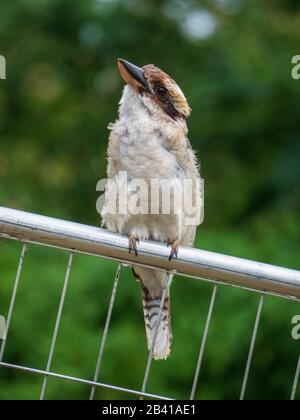 Uccelli, Kookaburra uccello nativo australiano seduto sulla recinzione, piume tutto soffice e soffiato in su, e un po 'beccato, guardando verso l'alto. Foto Stock