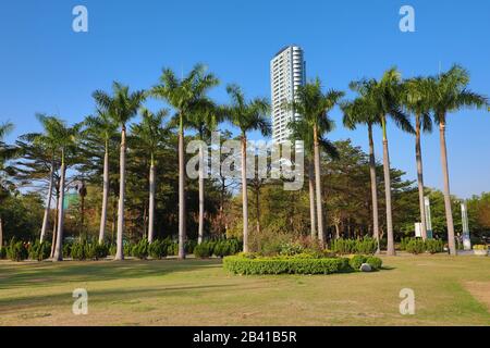 Palme Nel Central Park, Kaohsiung City, Taiwan Foto Stock
