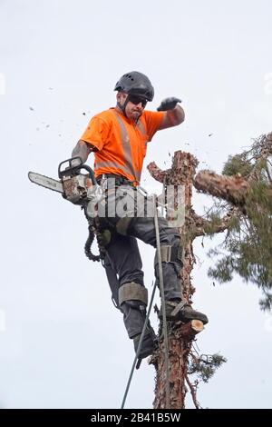 Un trimmer ad albero che lavora per un servizio di rimozione degli alberi utilizza una sega a catena per tagliare questo grande albero di ginepro occidentale in una casa residenziale a Bend, Oregon. Foto Stock