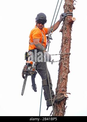 Un trimmer ad albero che lavora per un servizio di rimozione degli alberi utilizza una sega a catena per tagliare questo grande albero di ginepro occidentale in una casa residenziale a Bend, Oregon. Foto Stock