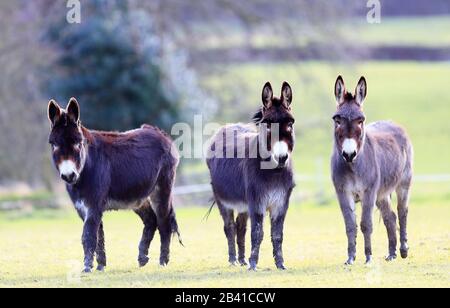 Tre Donkey (Equus asinus) in un campo che si gode una pausa dal maltempo, 02-03-2020 Foto Stock