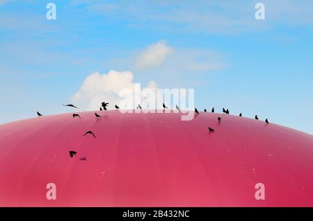 Ravens su un impianto di biogas in Baviera, Germania, Europa Foto Stock