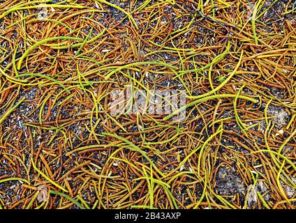Branchlets costituiti da foglie in scala da Norfolk Island Pines che crescono dietro il padiglione di Bondi Beach Foto Stock