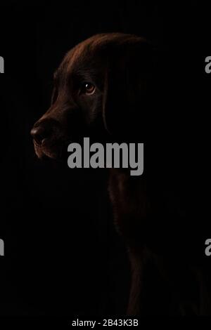 Ritratto chiuso di bel cioccolato colorato Labrador cucciolo in profilo con uno sguardo attento al lato isolato su sfondo nero, vista frontale Foto Stock