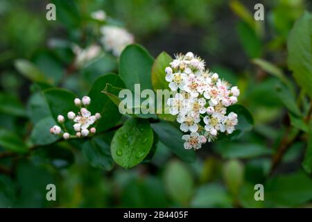 Fiori bianchi di chokeberry nero. Aronia melanocarpa. Chokeberry fiore bianco. Foto Stock