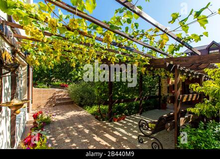 Il cortile posteriore del cottage con un baldacchino in legno fatto di travi - pergola. Le uve crescono sui bar e creano un'ombra. Sono visibili grappoli di uva Foto Stock