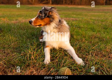 Cane che gioca cattura e riposa sull'erba. Mentre si guarda via. La razza è una piccola Pastorella australiana Foto Stock