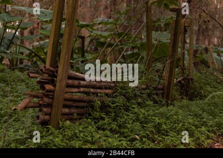 Muro di bambù stacked coperto in cespugli di foglie verdi in un giardino botanico. Foto Stock