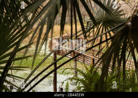 Giardino botanico palude ponte coperto. Viti verdi che coprono la vista della palude. Foto Stock