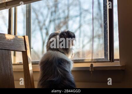 Mini cane australiano con le pastine vicino a guardare il tramonto fuori dalla finestra. Foto Stock