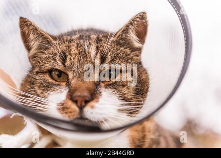 Gatto nel cono in plastica bianca veterinaria, chiamato e-collarino (Collarino elisabettano) sulla testa, durante il recupero dopo l'intervento chirurgico. Sfondo giardino naturale. Foto Stock