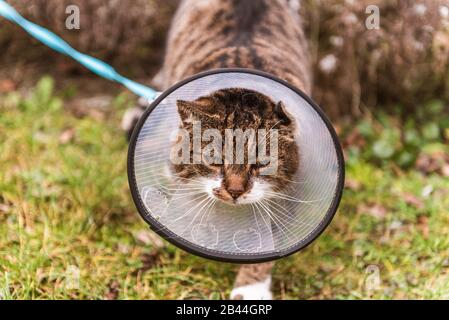 Gatto nel cono in plastica bianca veterinaria, chiamato e-collarino (Collarino elisabettano) sulla testa, durante il recupero dopo l'intervento chirurgico. Sfondo giardino naturale. Foto Stock