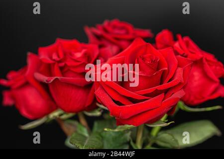 Rose rosse su sfondo nero. Sfondo floreale scuro. Primo piano. Foto Stock
