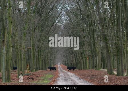 Mucche nella Riserva Naturale Planken Wambuis nei Paesi Bassi Foto Stock