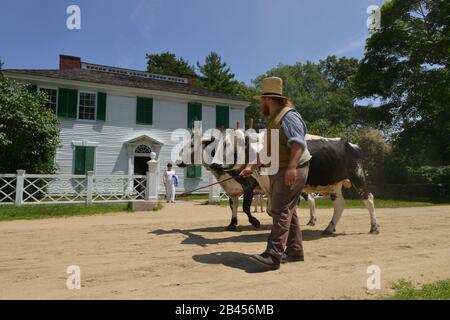 Ochsengespann, Museumsdorf, Old Sturbridge Village, Massachusetts, Stati Uniti Foto Stock