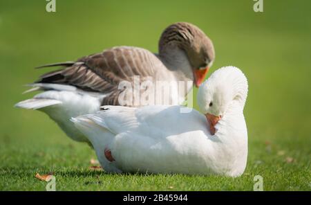 Oca bianca che preforma le sue piume nel parco Western Springs di Auckland Foto Stock