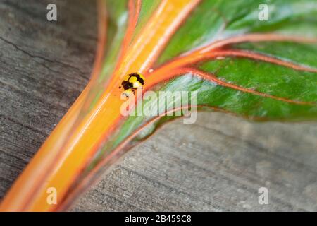 Fungo mangiare giallo e nero nativo australiano ladybird su foglie di silverbarbabietola Foto Stock