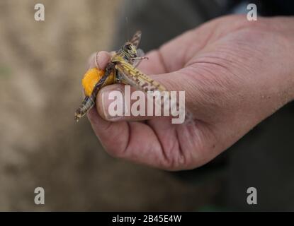 Islamabad, Pakistan. 2nd Mar, 2020. Un esperto cinese mostra le uova di una locusta in Khushab, provincia del Punjab, Pakistan, 2 marzo 2020. Il governo cinese ha inviato un team di esperti in risposta alle emergenze in Pakistan per contribuire a controllare la piaga delle locuste. Gli esperti hanno visitato quasi tutte le aree colpite, compreso il deserto di Tharparkar nella provincia meridionale di Sindh, nella provincia sudoccidentale del Balochistan e nei diversi distretti colpiti del Punjab dove le locuste hanno già deposti uova. Credito: Liu Tian/Xinhua/Alamy Live News Foto Stock