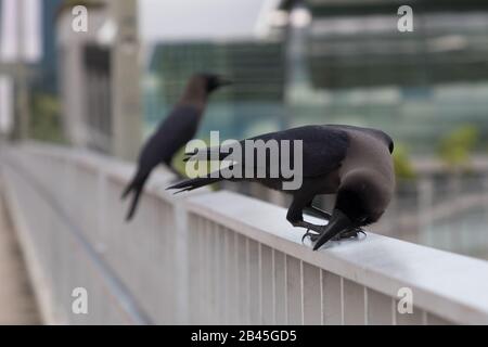 Equipaggi Greynecked a Singapore Foto Stock