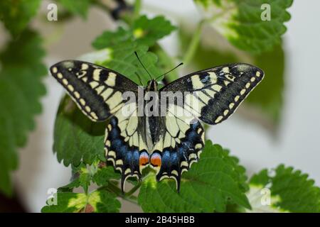 una bella farfalla swallowtail su una foglia Foto Stock