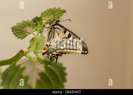 una bella farfalla swallowtail su una foglia Foto Stock