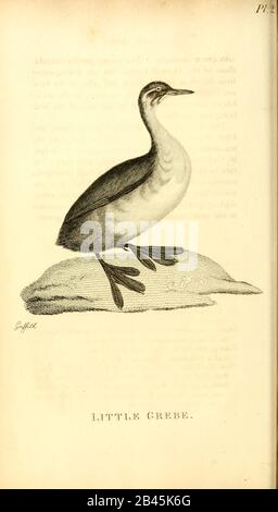 Little Grebe dal 1825 volume (Aves) di 'Zoologia Generale o Storia Naturale Sistematica' dal naturalista britannico George Shaw (1751-1813). Shaw scrisse il testo (in inglese e latino). È stato medico, Un Collega della Royal Society, co-fondatore della Linnean Society e zoologo del British Museum. Inciso Dalla Sig.Ra Griffith Foto Stock