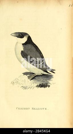 Comune sedove dal 1825 volume (Aves) di 'Zoologia Generale o Storia Naturale Sistematica' dal naturalista britannico George Shaw (1751-1813). Shaw scrisse il testo (in inglese e latino). È stato medico, Un Collega della Royal Society, co-fondatore della Linnean Society e zoologo del British Museum. Inciso Dalla Sig.Ra Griffith Foto Stock