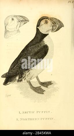 Arctic e Puffin settentrionale dal 1825 volume (Aves) di 'Zoologia Generale o Storia Naturale Sistematica' dal naturalista britannico George Shaw (1751-1813). Shaw scrisse il testo (in inglese e latino). È stato medico, Un Collega della Royal Society, co-fondatore della Linnean Society e zoologo del British Museum. Inciso Dalla Sig.Ra Griffith Foto Stock