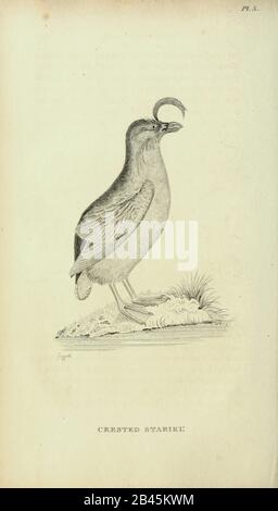 Crested stariki dal 1825 volume (Aves) di 'Zoologia Generale o Storia Naturale Sistematica' dal naturalista britannico George Shaw (1751-1813). Shaw scrisse il testo (in inglese e latino). È stato medico, Un Collega della Royal Society, co-fondatore della Linnean Society e zoologo del British Museum. Inciso Dalla Sig.Ra Griffith Foto Stock