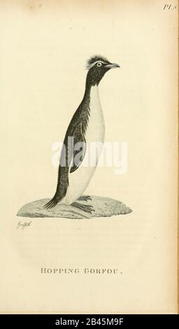 Hopping Gorfou dal 1825 volume (Aves) di 'Zoologia generale o Storia Naturale Sistematica ' dal naturalista britannico George Shaw (1751-1813). Shaw scrisse il testo (in inglese e latino). È stato medico, Un Collega della Royal Society, co-fondatore della Linnean Society e zoologo del British Museum. Inciso Dalla Sig.Ra Griffith Foto Stock