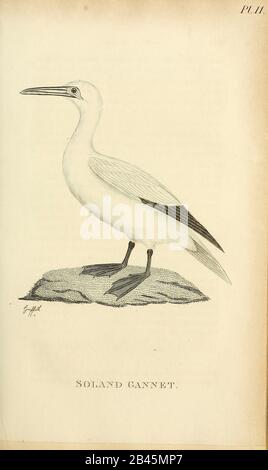 Soland Gannet dal 1825 volume (Aves) di 'Zoologia Generale o Storia Naturale Sistematica' dal naturalista britannico George Shaw (1751-1813). Shaw scrisse il testo (in inglese e latino). È stato medico, Un Collega della Royal Society, co-fondatore della Linnean Society e zoologo del British Museum. Inciso Dalla Sig.Ra Griffith Foto Stock