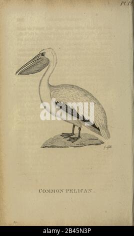 Pelican comune dal 1825 volume (Aves) di 'Zoologia Generale o Storia Naturale Sistematica' dal naturalista britannico George Shaw (1751-1813). Shaw scrisse il testo (in inglese e latino). È stato medico, Un Collega della Royal Society, co-fondatore della Linnean Society e zoologo del British Museum. Inciso Dalla Sig.Ra Griffith Foto Stock