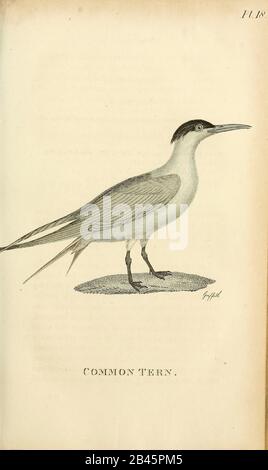 Comune tern dal 1825 volume (Aves) di 'Zoologia Generale o Storia Naturale Sistematica' dal naturalista britannico George Shaw (1751-1813). Shaw scrisse il testo (in inglese e latino). È stato medico, Un Collega della Royal Society, co-fondatore della Linnean Society e zoologo del British Museum. Inciso Dalla Sig.Ra Griffith Foto Stock