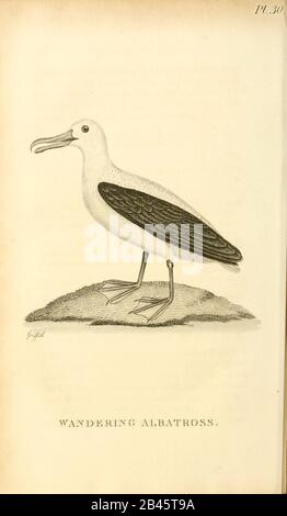 Albatross dal 1825 volume (Aves) di 'Zoologia Generale o Storia Naturale Sistematica' dal naturalista britannico George Shaw (1751-1813). Shaw scrisse il testo (in inglese e latino). È stato medico, Un Collega della Royal Society, co-fondatore della Linnean Society e zoologo del British Museum. Inciso Dalla Sig.Ra Griffith Foto Stock