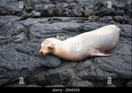 Galapagos Leone Marino (Zalophus Wollebaeki), Espinosa Point, Isla Fernandina (Fernandina Island), Isole Galapagos, Ecuador. Foto Stock