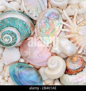 Seashell sfondo astratto con madre di conchiglie di perle e una varietà di conchiglie. Disposizione piatta. Foto Stock