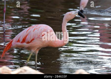 Un flamingo cileni (Phoenicopterus chilensis) passeggiate attraverso uno stagno di acqua. Originario del Sud America in chili, in Brasile, in Argentina e in Perù. Foto Stock