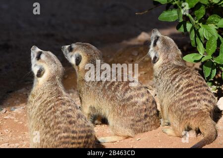 Un trio di meerkats che non vediamo l'ora di cercare il cibo nel deserto (Suricata suricatta). Foto Stock