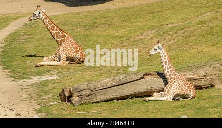 due giraffe che si posano su erba pianura al sole nello zoo di praga Foto Stock